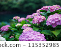 Hydrangea 6 115352985