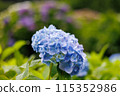 Hydrangea 7 115352986