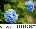 Hydrangea 8 115352987