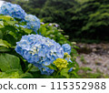 Hydrangea 9 115352988