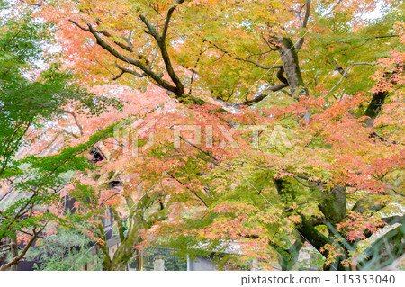 京都市左京區東山區須彌連山安樂寺山門的秋葉 京都市左京區東山區須彌連山安樂寺山門的秋葉 115353040