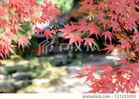 京都市北區上賀茂本山上賀茂神社境內的紅葉 115353050