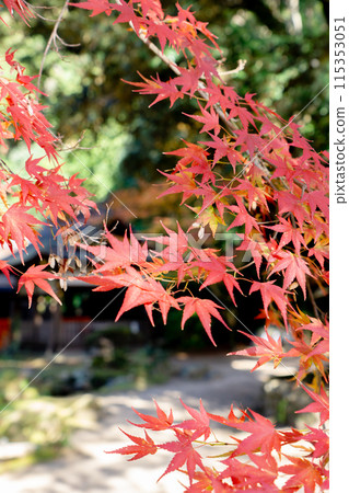 Autumn leaves in the grounds of Kamigamo Shrine in Kamigamo, Kita Ward, Kyoto City 115353051