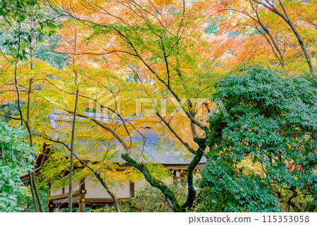 Autumn leaves at Kamoyamaguchi Shrine (Sawadasha) in Kamigamo Honzan, Kita-ku, Kyoto City (image of autumn) Autumn leaves at Kamoyamaguchi Shrine (Sawadasha) in Kamigamo Honzan, Kita-ku, Kyoto City (image of autumn) 115353058