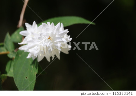 A close-up shot of the tops of branches of a flowering tree of the white-petaled white-flowered night jasmine with green leaves A close-up shot of the tops of branches of a flowering tree of the white-petaled white-flowered night jasmine with green leaves 115353141