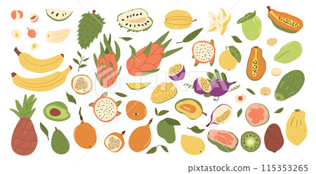 Tropical fruits set isolated on white background. Group of exotic sweet dessert. Slices, half and whole fruit. Vector hand drawn collection illustration. Tropical fruits set isolated on white background. Group of exotic sweet dessert. Slices, half and whole fruit. Vector hand drawn collection illustration. 115353265