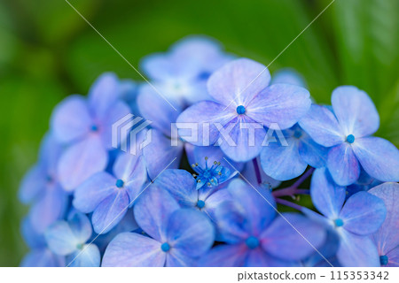 A beautiful close-up of hydrangeas blooming during the rainy season A beautiful close-up of hydrangeas blooming during the rainy season 115353342
