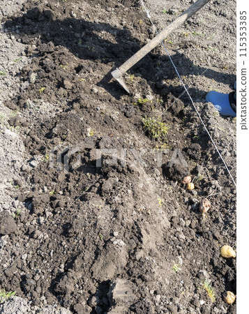 planting potato tubers in dug garden bed planting potato tubers in dug garden bed 115353385