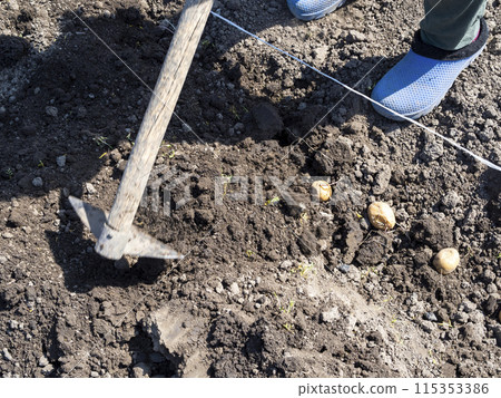 burying planted potato in garden bed using hoe burying planted potato in garden bed using hoe 115353386