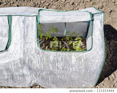 small greenhouse with green shoots in garden 115353444