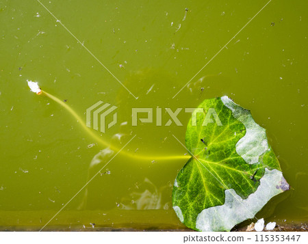 green leaf and debris on surface of stagnant water 115353447