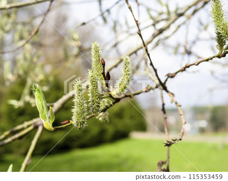 blossoming catkins on willow twigs in spring 115353459
