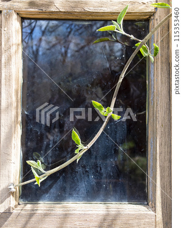 twig with young green leaves in front of window twig with young green leaves in front of window 115353460