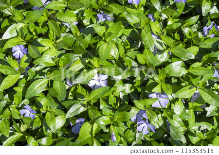 blue Vinca flowers in freen foliage on sunny day blue Vinca flowers in freen foliage on sunny day 115353515