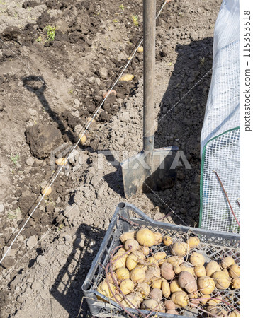 sprouted potato tubers in box near dug garden bed sprouted potato tubers in box near dug garden bed 115353518