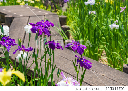 赤塚山公園、菖蒲盛開<愛知縣豐川市> 115353701