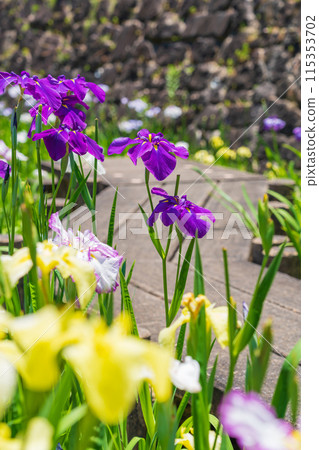 赤塚山公園、菖蒲盛開<愛知縣豐川市> 115353702