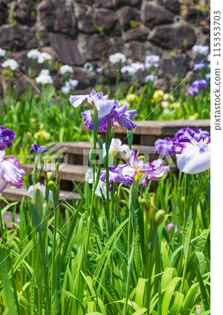 赤塚山公園、菖蒲盛開<愛知縣豐川市> 115353703