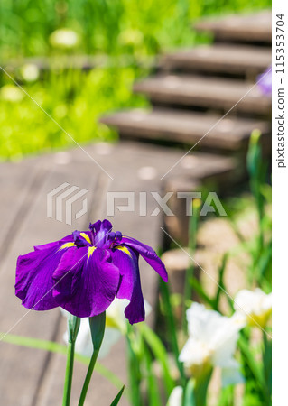 赤塚山公園、菖蒲盛開<愛知縣豐川市> 115353704