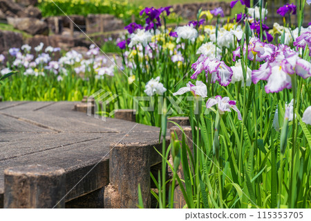 赤塚山公園、菖蒲盛開<愛知縣豐川市> 115353705