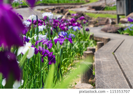 赤塚山公園、菖蒲盛開<愛知縣豐川市> 115353707