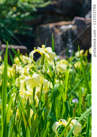 赤塚山公園、菖蒲盛開<愛知縣豐川市> 115353708