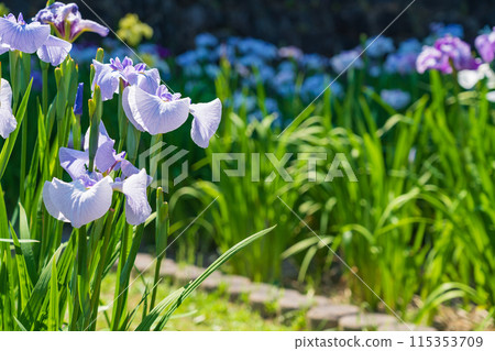 赤塚山公園、菖蒲盛開<愛知縣豐川市> 赤塚山公園、菖蒲盛開<愛知縣豐川市> 115353709