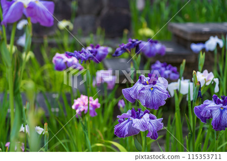 Akatsukayama Park, irises in full bloom (Toyokawa City, Aichi Prefecture) Akatsukayama Park, irises in full bloom (Toyokawa City, Aichi Prefecture) 115353711