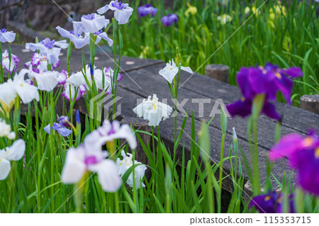 赤塚山公園、菖蒲盛開<愛知縣豐川市> 赤塚山公園、菖蒲盛開<愛知縣豐川市> 115353715