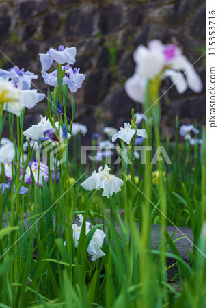 赤塚山公園、菖蒲盛開<愛知縣豐川市> 赤塚山公園、菖蒲盛開<愛知縣豐川市> 115353716