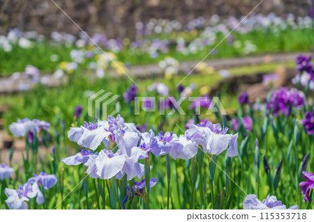 Akatsukayama Park, irises in full bloom (Toyokawa City, Aichi Prefecture) 115353718