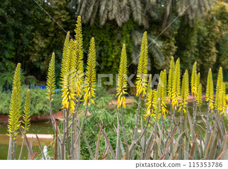 The aloe vera in the garden is blooming, and its flower color is yellow-green. The aloe vera in the garden is blooming, and its flower color is yellow-green. 115353786