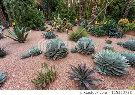 Exotic Cactus Garden Oasis - Desert Plant Display. 115353788