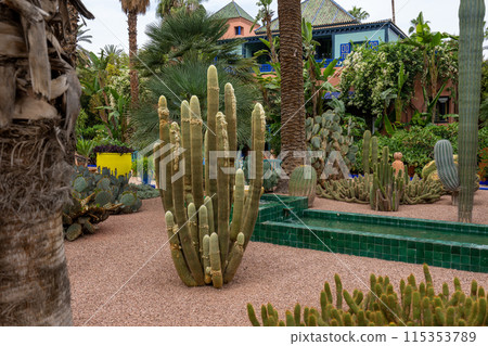 Exotic Cactus Garden Oasis - Desert Plant Display. 115353789