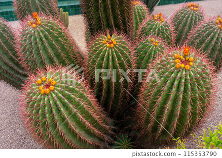 Vibrant clusters of barrel cactus bloom. Red thorns and yellow flowers. 115353790