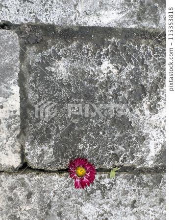 pink flower on gray pavement or wall pink flower on gray pavement or wall 115353818