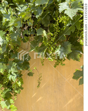 vine leaves with unripe grapes on yellow wall vine leaves with unripe grapes on yellow wall 115353819