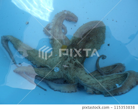 我抓到了一隻章魚 115353838