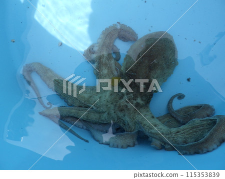 我抓到了一隻章魚 我抓到了一隻章魚 115353839