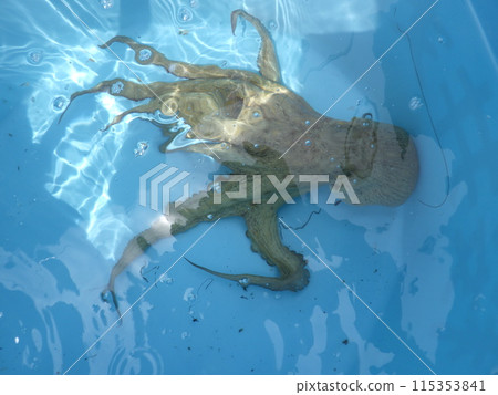 我抓到了一隻章魚 我抓到了一隻章魚 115353841