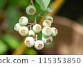 Blueberries Unripe 115353850