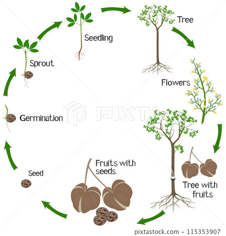 A growth cycle of rubber tree Hevea brasiliensis plant on a white background. A growth cycle of rubber tree Hevea brasiliensis plant on a white background. 115353907