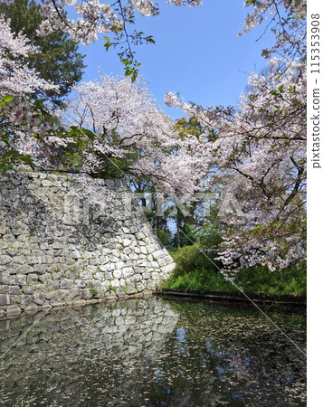 Scenery with cherry blossoms 115353908