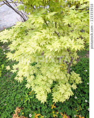 A maple tree with beautiful green leaves A maple tree with beautiful green leaves 115353918