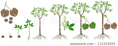 Cycle of growth of rubber tree Hevea brasiliensis plant on a white background. Cycle of growth of rubber tree Hevea brasiliensis plant on a white background. 115353935