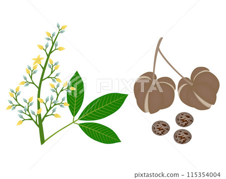 Ripe fruits Hevea brasiliensis with seeds and flowers on white background. 115354004