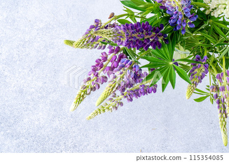 Lupine flowers. Purple and pink bud. 115354085