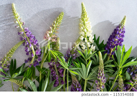 Lupine flowers. Purple and pink bud. Lupine flowers. Purple and pink bud. 115354088