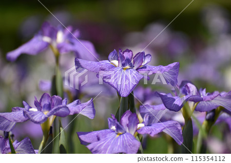 Purple flower bowl Purple flower bowl 115354112