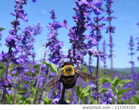 A "Kimune Carpenter Bee" on a Blue Salvia flower 115354185